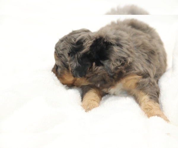 Medium Photo #9 Cockapoo Puppy For Sale in RIPLEY, TN, USA