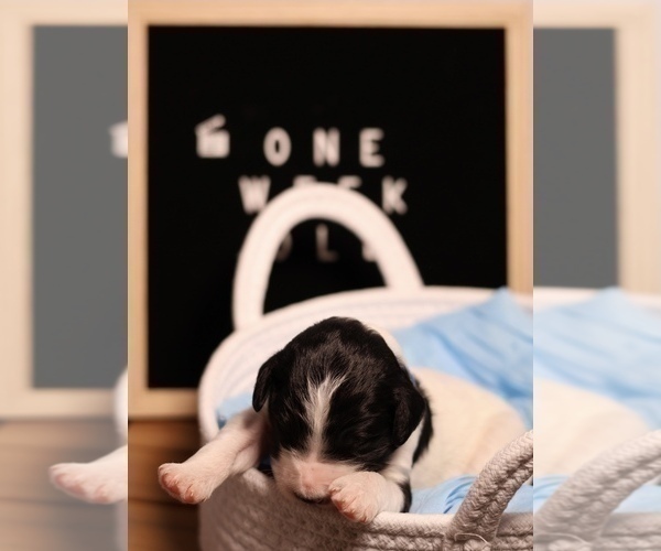 Medium Photo #30 Goldendoodle Puppy For Sale in MIAMI, FL, USA