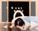 Small #3 Goldendoodle