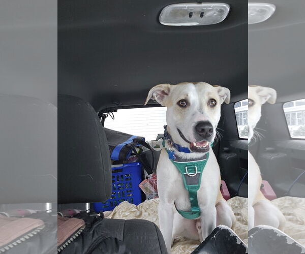 Medium Photo #2 Mutt Puppy For Sale in Minneapolis, MN, USA