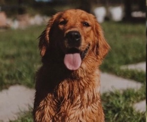 Mother of the Golden Retriever puppies born on 06/20/2026