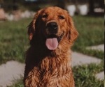 Small Photo #1 Golden Retriever Puppy For Sale in VERONA, KY, USA