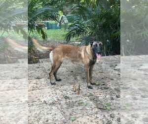 Mutt Dogs for adoption in Imlay City, MI, USA