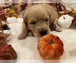 Small Photo #3 Golden Retriever Puppy For Sale in RICHMOND, TX, USA