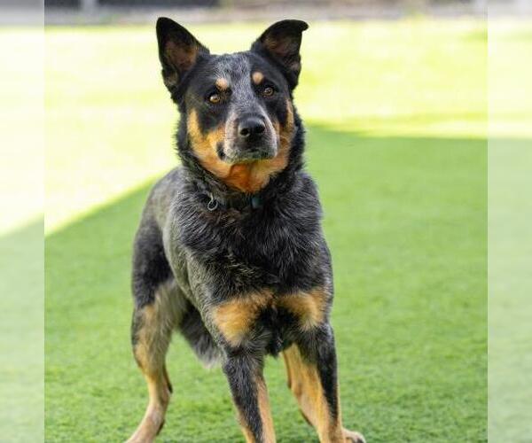 Medium Photo #1 Mutt Puppy For Sale in Camarillo, CA, USA