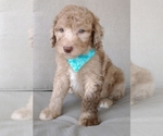 Small Photo #3 Poodle (Standard) Puppy For Sale in NEW YORK MILLS, MN, USA