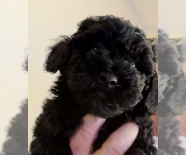 Medium Photo #7 Poodle (Toy) Puppy For Sale in MADISON, FL, USA
