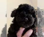 Small Photo #7 Poodle (Toy) Puppy For Sale in MADISON, FL, USA