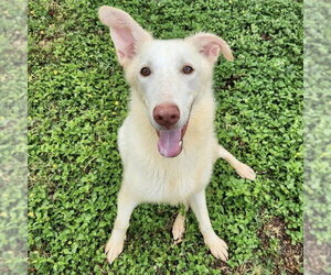 Siberian Husky-white german shepherd Mix Dogs for adoption in Rockaway, NJ, USA