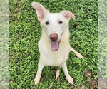 Small Siberian Husky-white german shepherd Mix