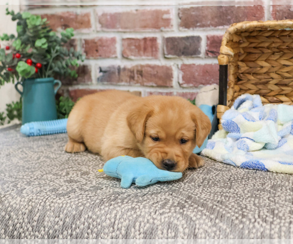 Medium Photo #3 Labrador Retriever Puppy For Sale in SYRACUSE, IN, USA