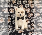 Small Photo #1 Pomeranian Puppy For Sale in OXFORD, PA, USA