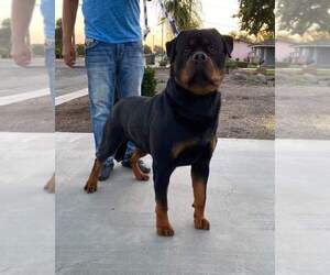 Father of the Rottweiler puppies born on 02/05/2023