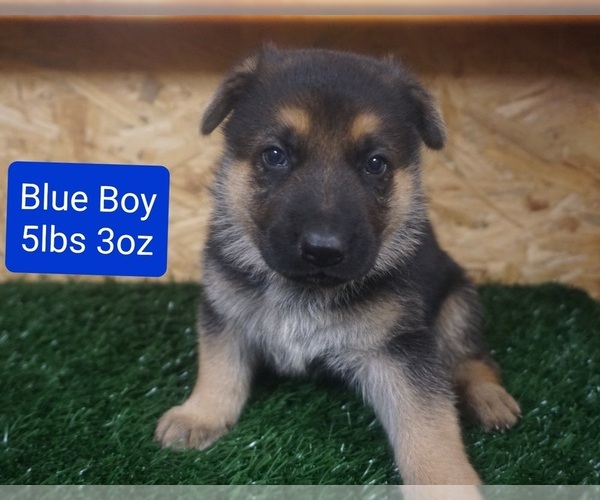 Medium Photo #1 German Shepherd Dog Puppy For Sale in BENSON, NC, USA