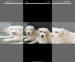 Small Photo #31 Goldendoodle Puppy For Sale in RATHDRUM, ID, USA