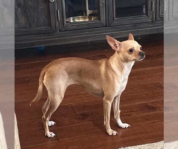 Medium Photo #1 Chihuahua Puppy For Sale in San Antonio, TX, USA