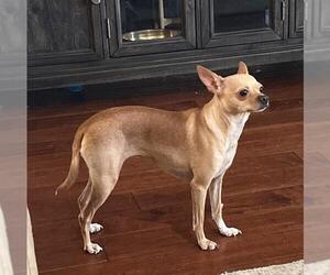 Chihuahua Dogs for adoption in San Antonio, TX, USA