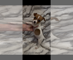 Small #6 Jack Russell Terrier