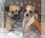 Small Photo #1 Shorkie Tzu Puppy For Sale in SUMMERVILLE, SC, USA