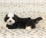 Small #1 Miniature Bernedoodle