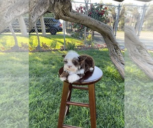Pug Puppy for sale in MODESTO, CA, USA