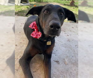 Willow - Female Doberman Pinscher-Unknown Mix Dog for Adoption - Photo #2