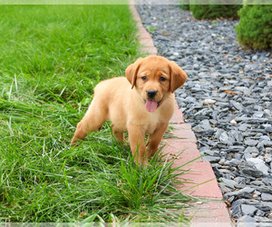 Labrador Retriever Puppy for sale in SYRACUSE, IN, USA