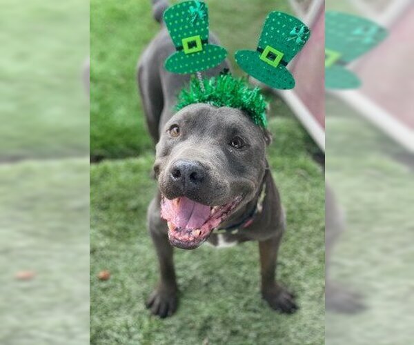 Medium Photo #5 American Pit Bull Terrier-Unknown Mix Puppy For Sale in Ventura, CA, USA