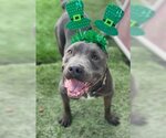 Small #4 American Pit Bull Terrier Mix
