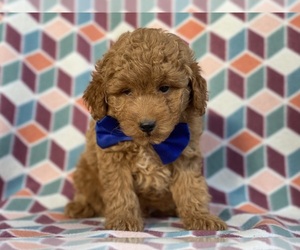 Goldendoodle (Miniature) Puppy for sale in LANCASTER, PA, USA