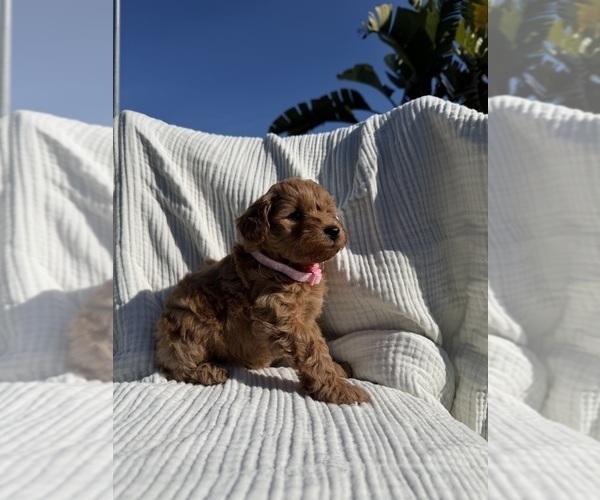 Medium Photo #5 Goldendoodle mix (+ Poodle Miniature) Puppy For Sale in CERES, CA, USA