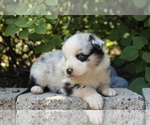 Small Photo #5 Australian Shepherd Puppy For Sale in ACTON, CA, USA