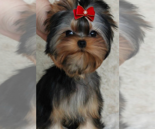 Medium Photo #1 Yorkshire Terrier Puppy For Sale in ROANOKE, VA, USA