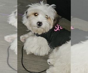 Mal-Shi Puppy for sale in GRAND CROSSING, IL, USA