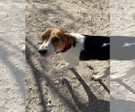 Small Photo #6 Beagle Puppy For Sale in Las Vegas, NV, USA