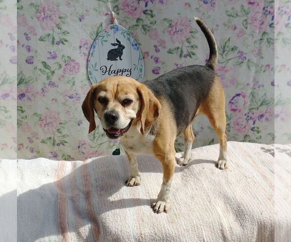 Medium Photo #12 Puggle Puppy For Sale in Apple Valley, CA, USA