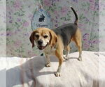 Small #11 Puggle