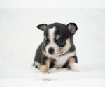 Small Photo #6 Chihuahua Puppy For Sale in UNION GROVE, NC, USA
