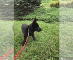 Puppy Coral German Shepherd Dog