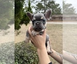 Small #2 French Bulldog