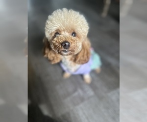 Mother of the Poodle (Toy) puppies born on 03/01/2025