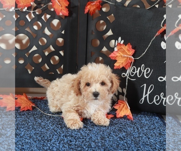 Medium Photo #4 Bichpoo Puppy For Sale in MOUNT VERNON, OH, USA