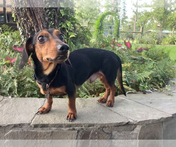 Medium Photo #3  Puppy For Sale in , 