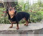Small Dachshund