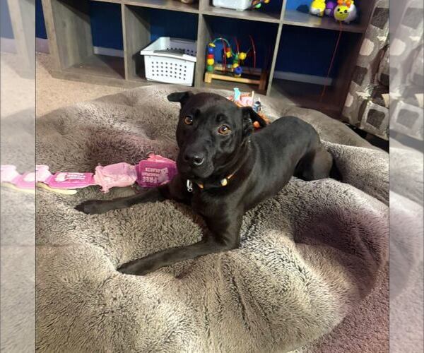 Medium Photo #3 American Staffordshire Terrier-Unknown Mix Puppy For Sale in New Oxford , PA, USA