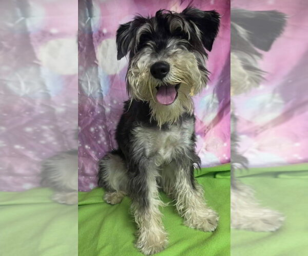 Medium Photo #2 Mutt Puppy For Sale in Lakewood, CO, USA