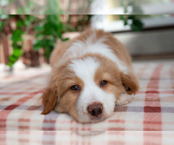Medium Photo #1 Collie-Unknown Mix Puppy For Sale in Sandy, UT, USA