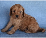 Small Photo #3 Cavapoo Puppy For Sale in BOYCE, VA, USA