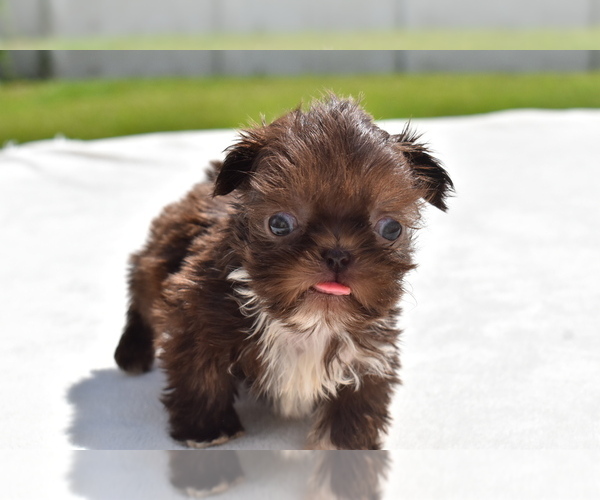 Medium Photo #4 Shih Tzu Puppy For Sale in PALM COAST, FL, USA