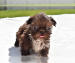 Small #3 Shih Tzu